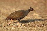 Orange-footed Megapodeborder=